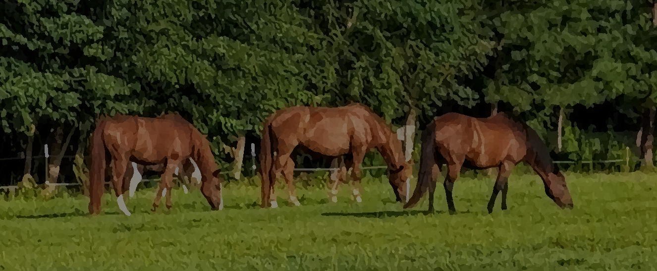 pasture IMAGE